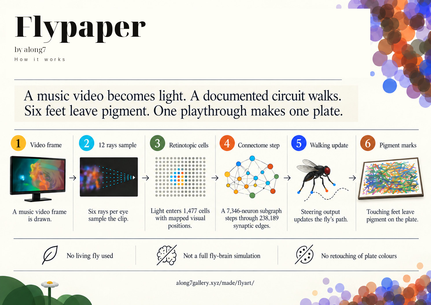 Six steps from a music video frame to pigment on the plate: the frame is drawn, twelve rays sample it, light enters 1,477 retinotopic cells, a 7,346-neuron subgraph steps through 238,189 synaptic edges, steering updates the walk, and touching feet leave pigment