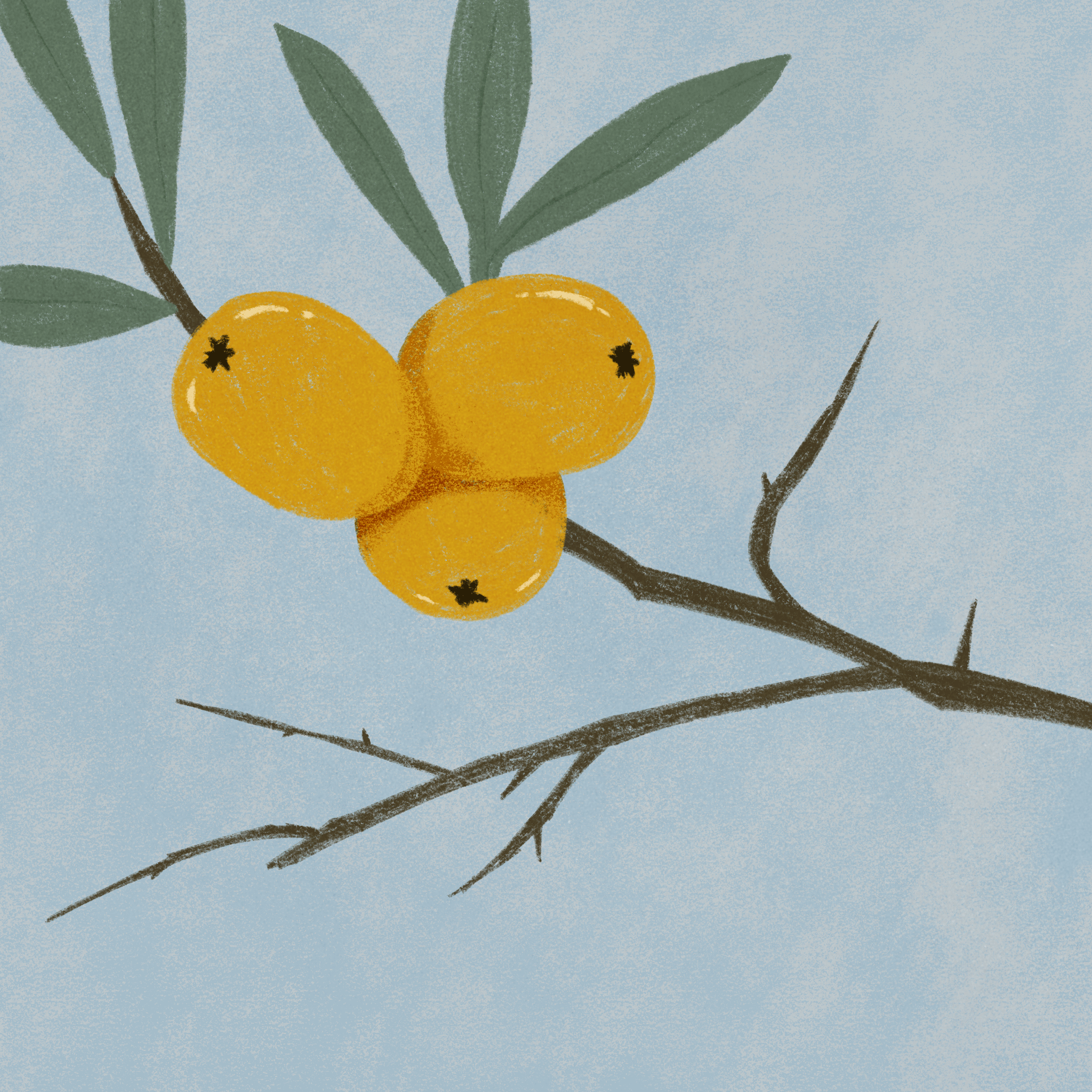 sea buckthorn