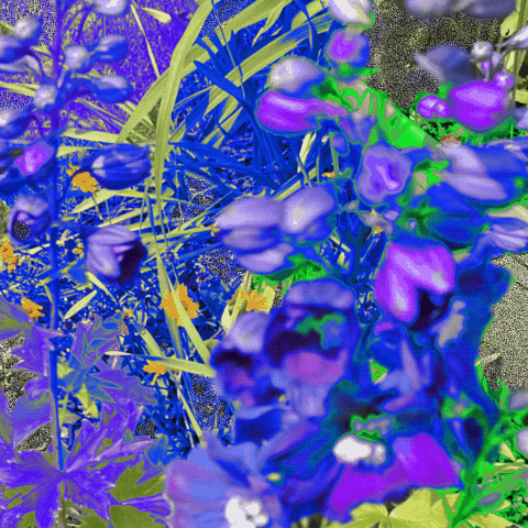 Delphinium Bliss