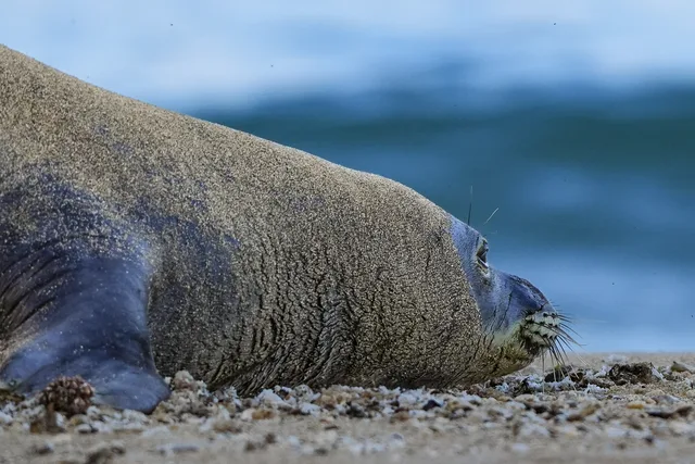 Rare Seal