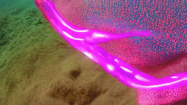 Drowning and A Jellyfish Saved Me