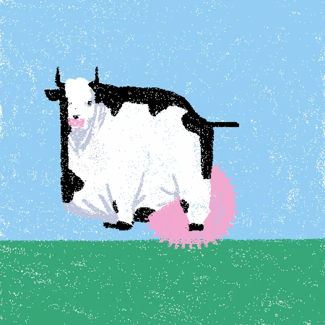 cow #203