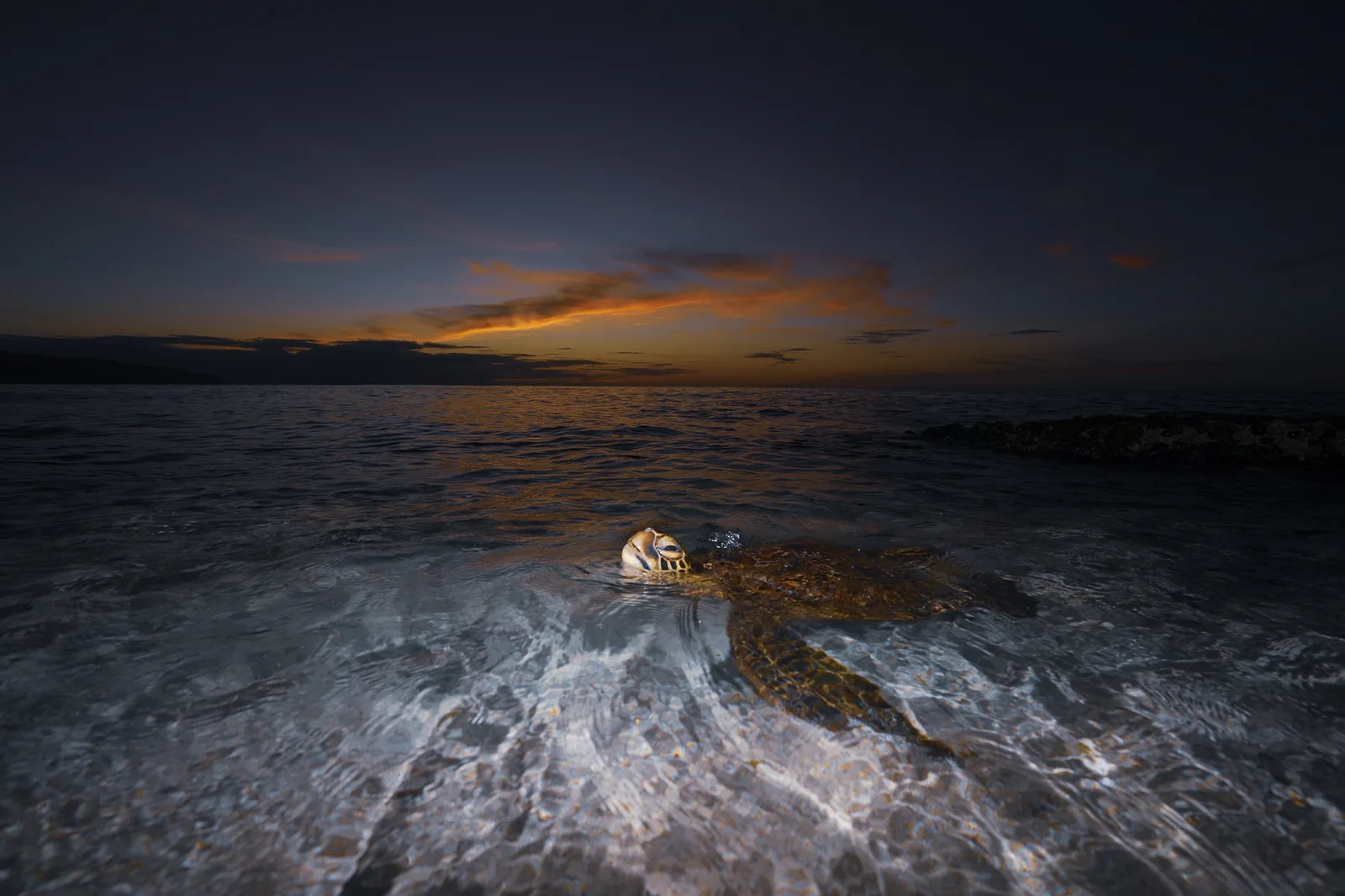 Honu Last Light