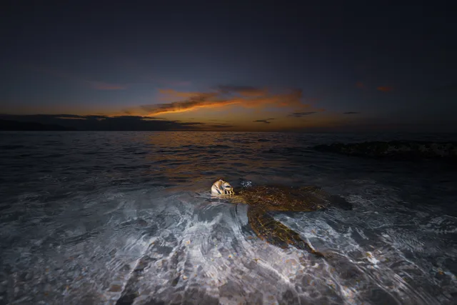 Honu Last Light