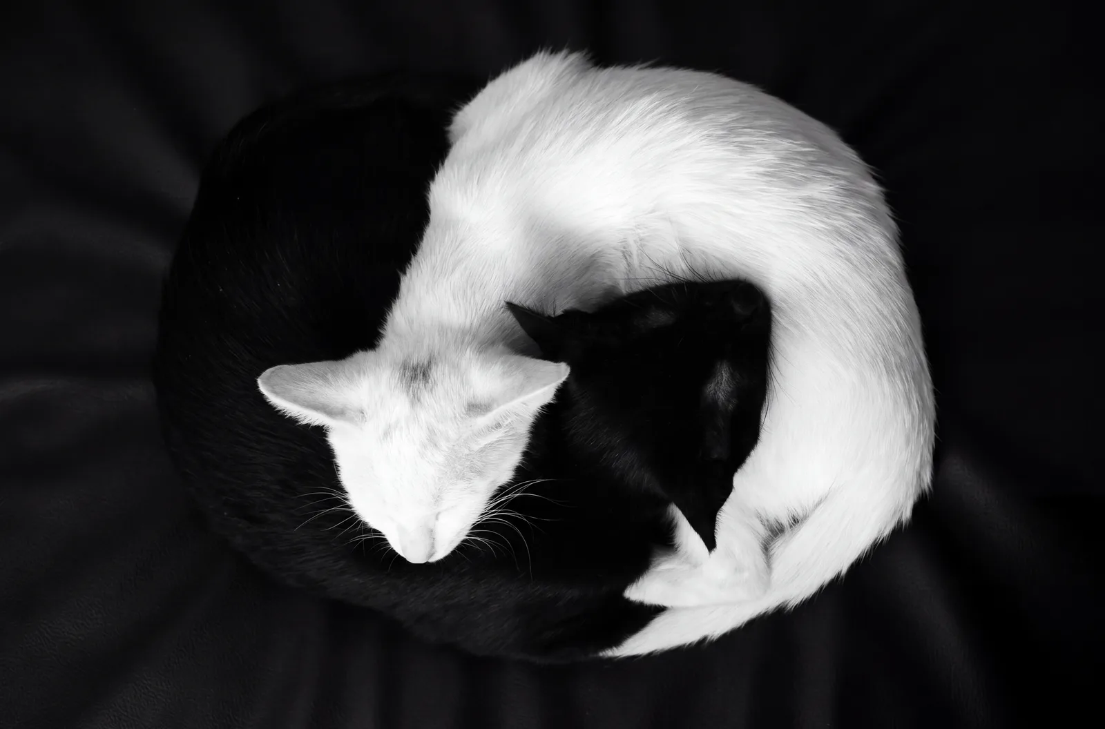Ying Yang