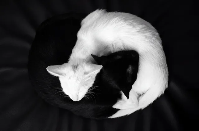 Ying Yang