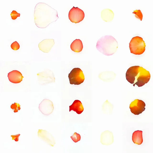 Infinite Petals 5x5#20617