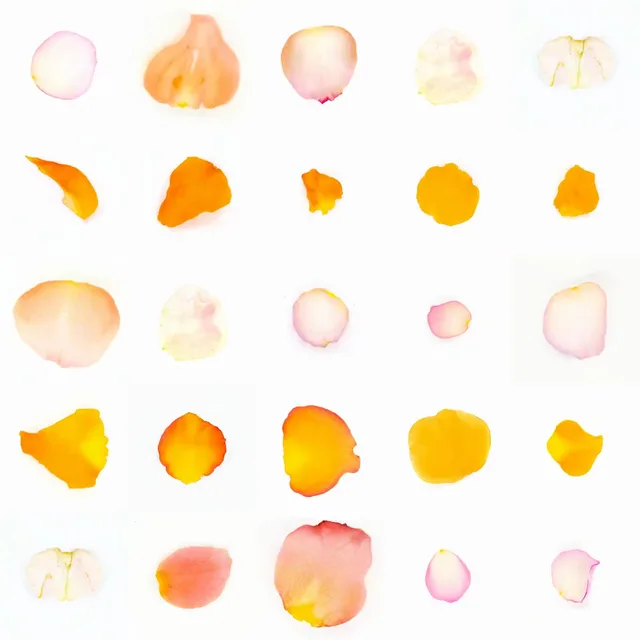 Infinite Petals 5x5#20945