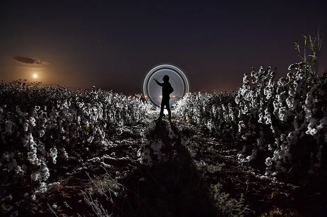 COTTON FIELDS FOREVER