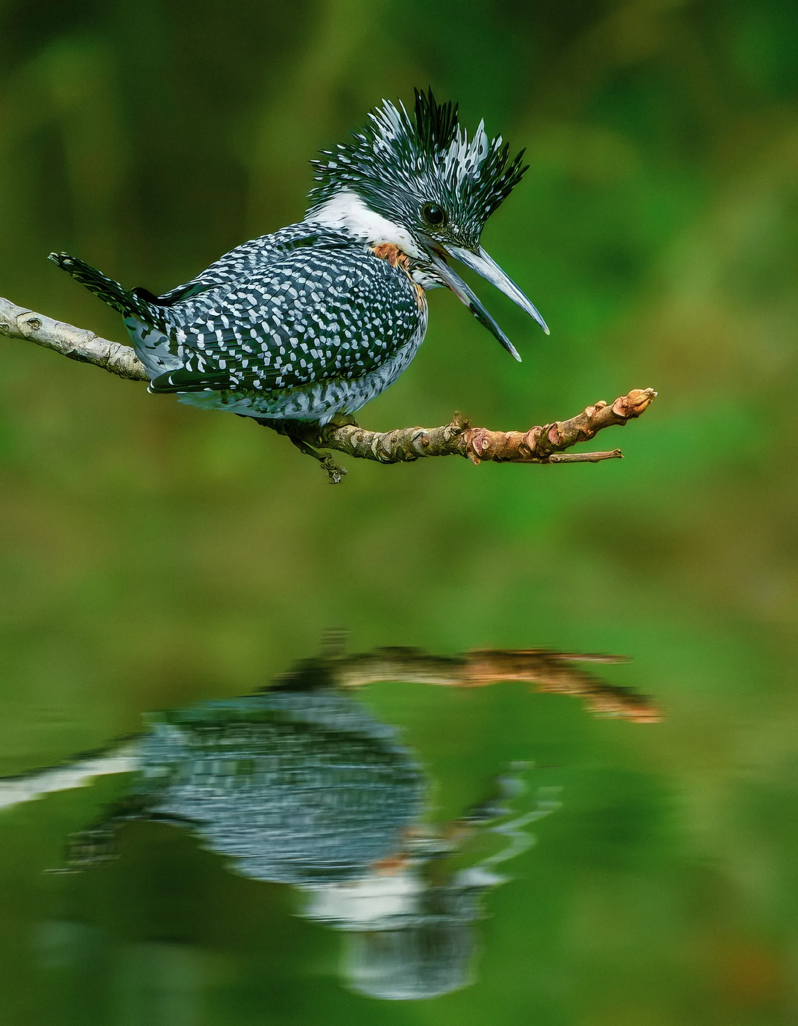 Crested Kingfisher