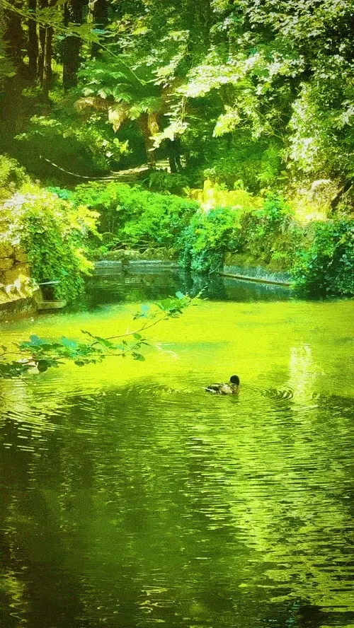 Calm Surface