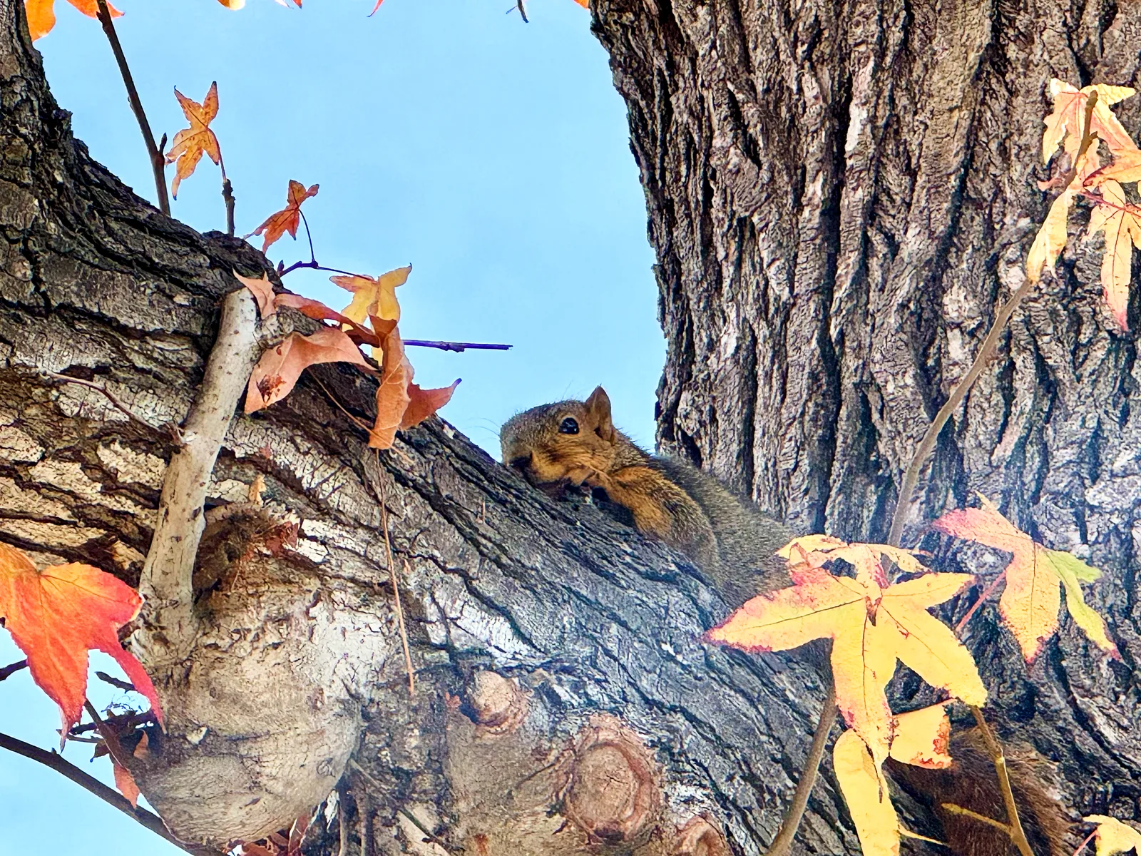 do squirrels dream of electric sheep?