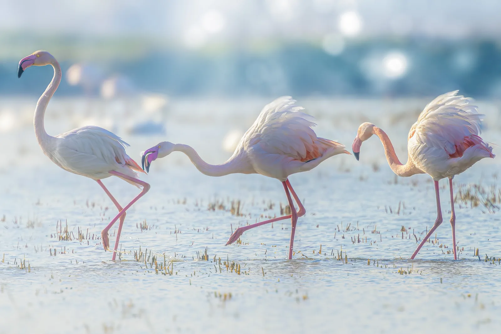 Flamingo