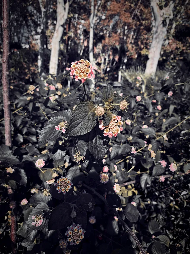Meliora