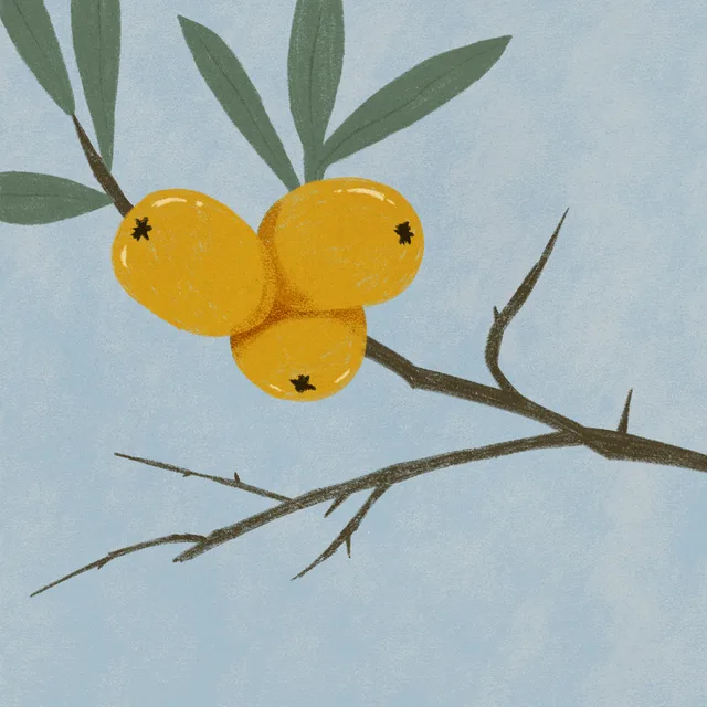 sea buckthorn
