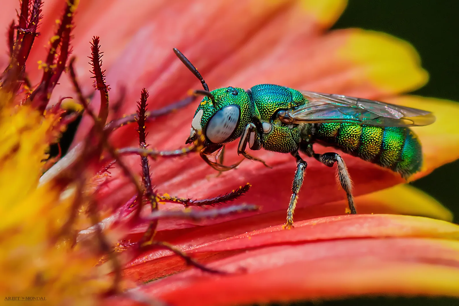 Aphid Fly