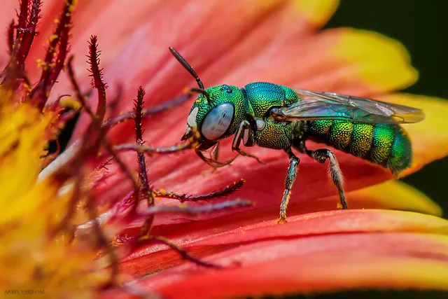 Aphid Fly