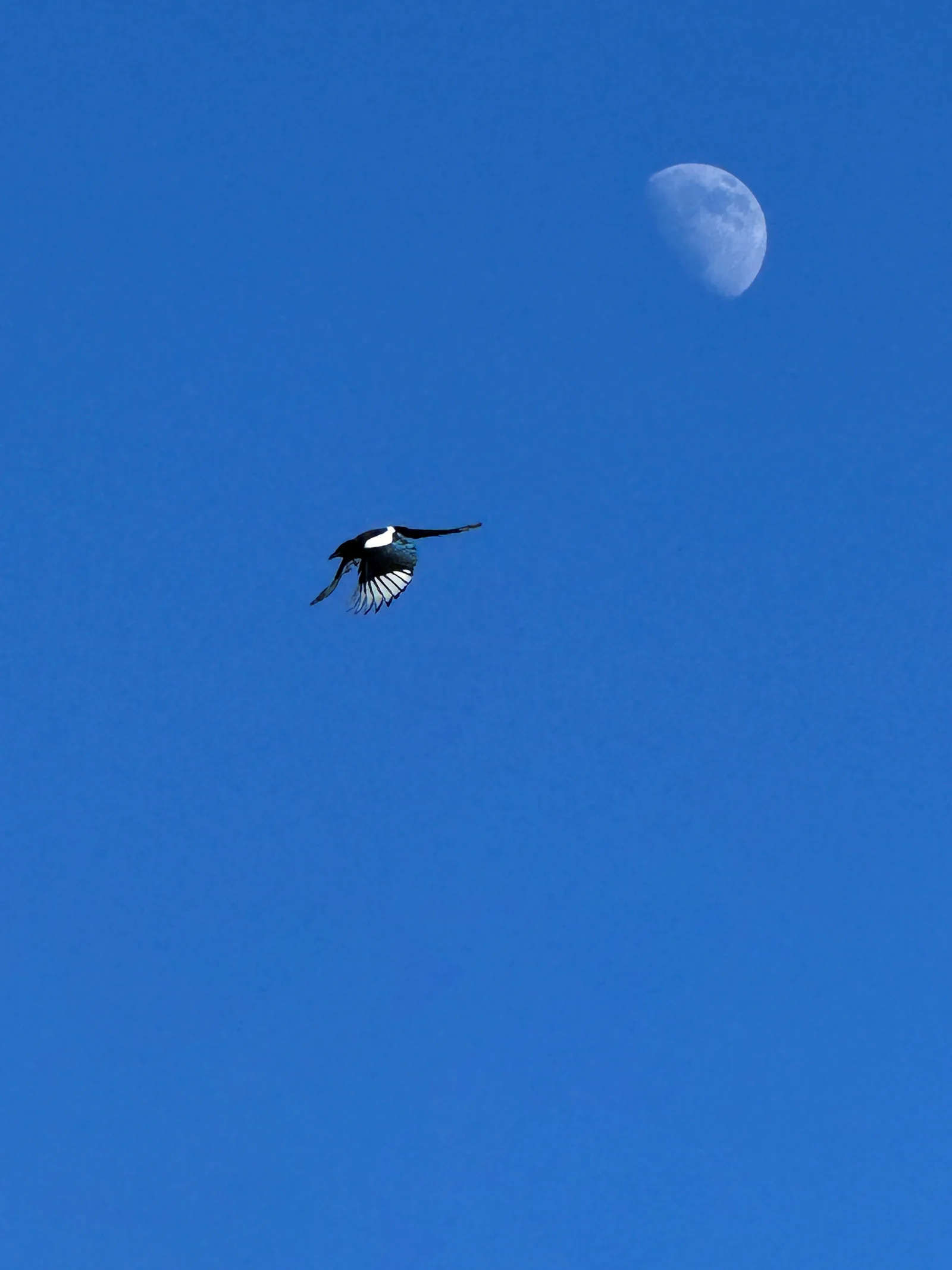 Flight Toward Tomorrow