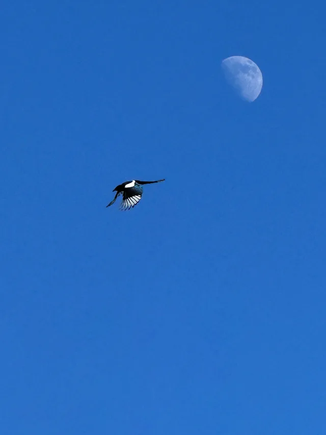 Flight Toward Tomorrow