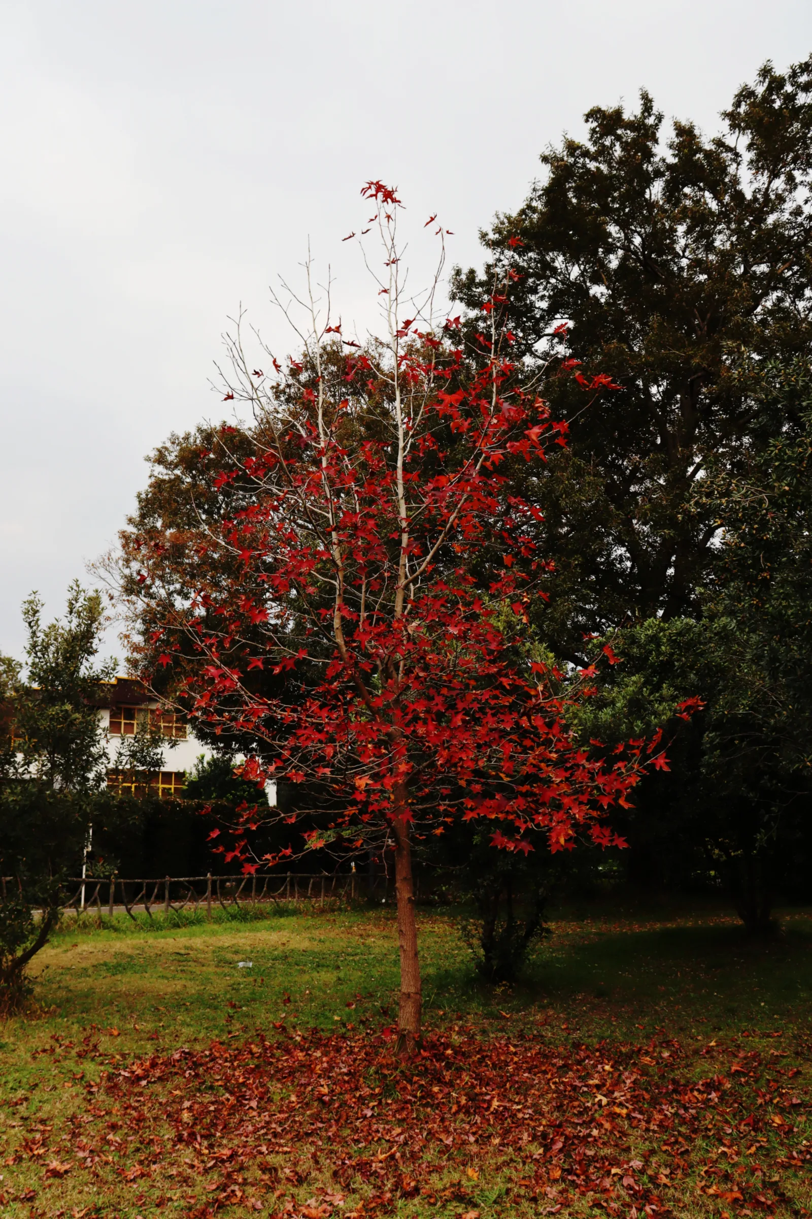 After the Leaves