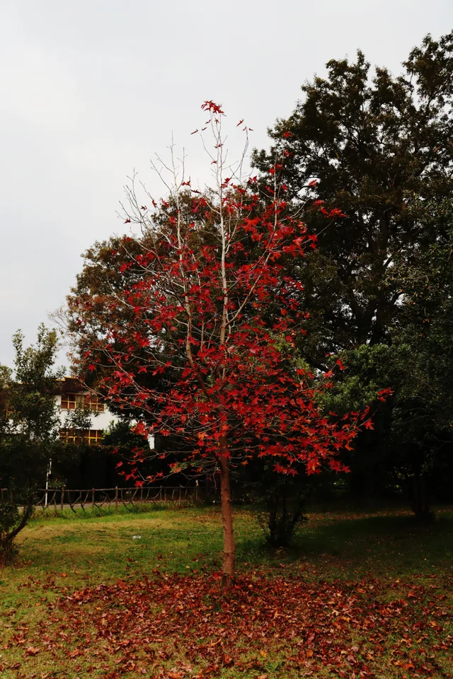 After the Leaves