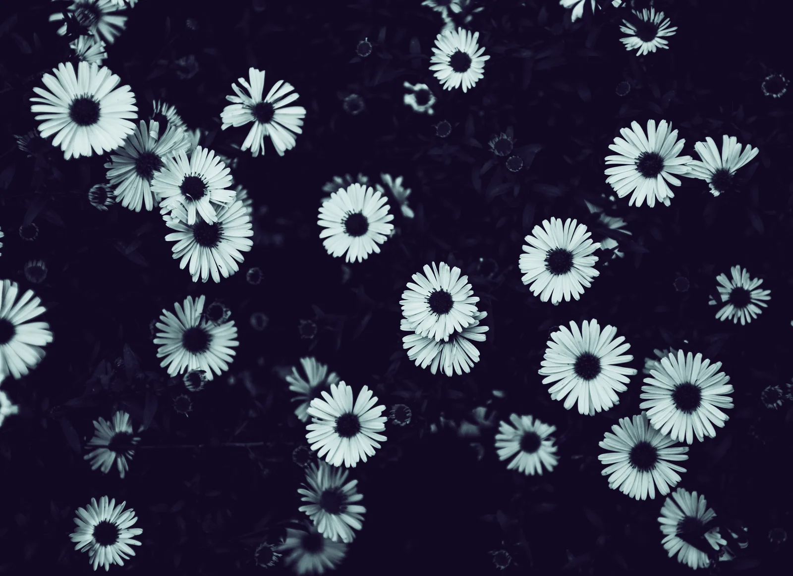 Silent Blossoms