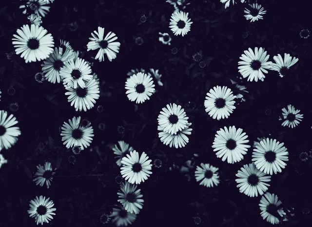 Silent Blossoms