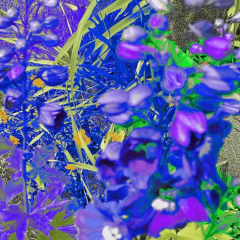 Delphinium Bliss