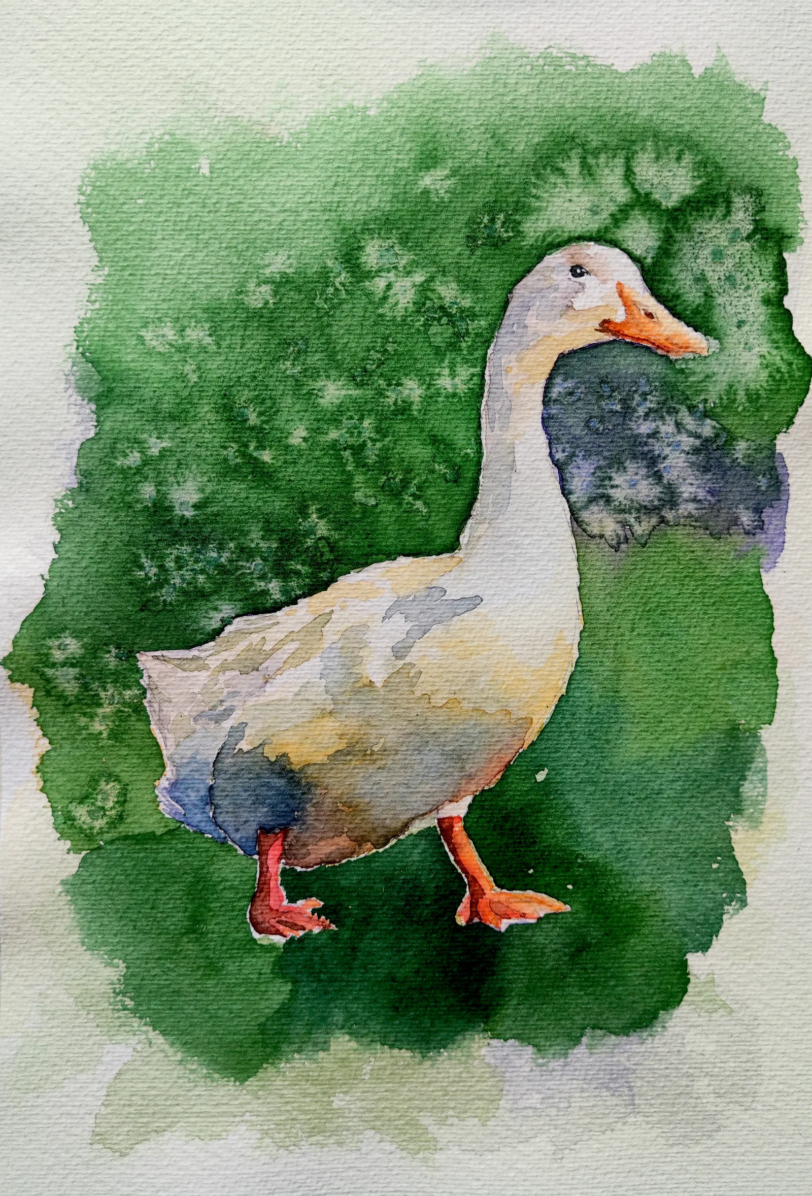 The Mr. Duck!