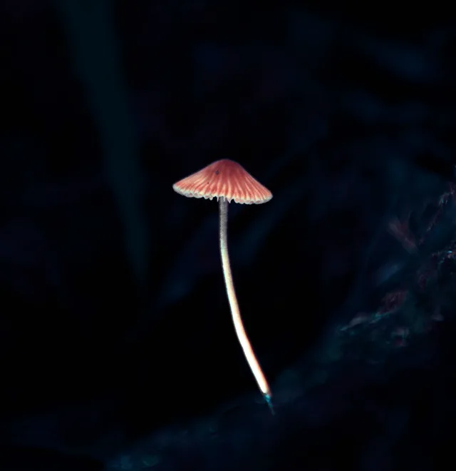 Child of the Woods